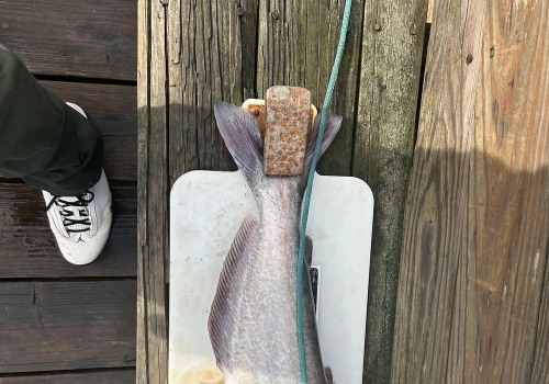 Exploring the State Laws for Hunting and Fishing in St. Leonard, Maryland